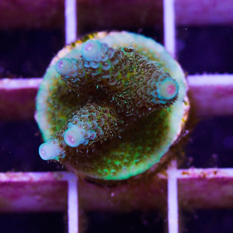 newcoral1504b - 100 New WYSIWYG Acros at Cherry Corals!